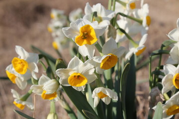 Fototapeta premium Daffodil, Chinese Scared Lilyor Narcissus tazetta beautiful white flowers