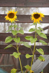Two symmetrical sunflowers bloom in front of a rural fence