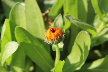 Calendula, Mary's gold or Ruddles yellow flower