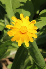 Calendula, Mary's gold or Ruddles yellow flower