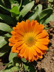 Calendula, Mary's gold or Ruddles yellow flower