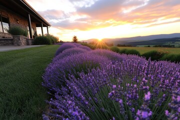 Fototapeta premium A breathtaking view of vibrant lavender fields stretching under a stunning sunset, showcasing nature's beauty and tranquil landscapes filled with colors.