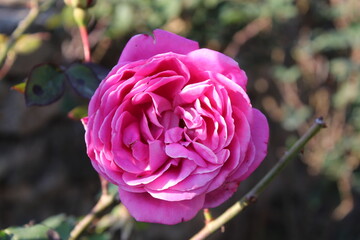 Beautiful Roses Perfect for Valentine's Day, Weddings, and Special Occasions