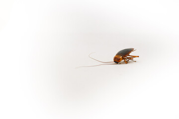 Single cockroach on white background. Pest control and sanitation concept