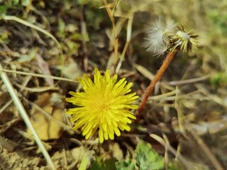 Dandelion or Taraxacum officinaleyellow flower