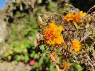 French Marigold yellow flowers in a summer garden
