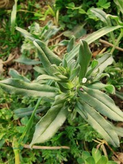 Obraz premium Corn gromwell, bastard alkanet, Field Gromwell or Buglossoides arvensis