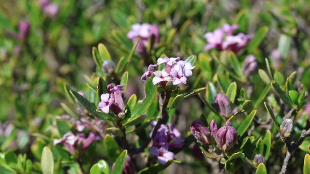 Daphne sericea is a shrubby wild plant with purple flowers