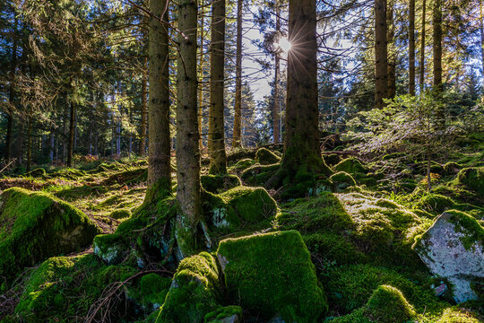 Sunlit forest scene in the Black Forest, Baden-Wuerttemberg, Germany along the Westweg hiking trail
