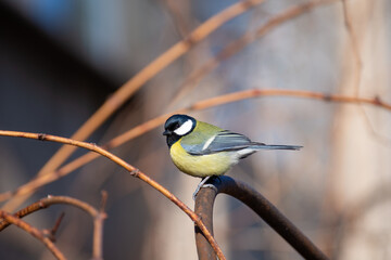 A small bright tit sits on a frosty winter day and waits for food. Birds in the winter city.