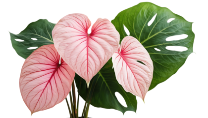 Pink Caladium Green Palm Leaf Tropical Plants