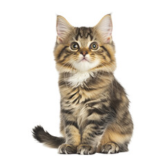 Obraz premium Realistic Isolated Cat Image PNG Cut Out Element Transparent Clipart Object
