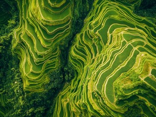 Obraz premium Aerial view of terraced rice fields in a mountainous region. Featuring vibrant green rice paddies. Showcasing the beauty and ingenuity of traditional agriculture. Ideal for travel and cultural themes.