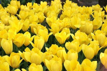 黄色いチューリップ