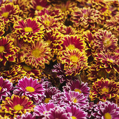 Bouquets of flowers. Spring flowers. Beauty.