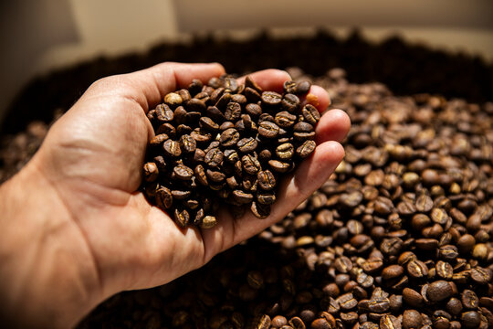 A hand holding freshly roasted coffee beans in Barcelona, Spain