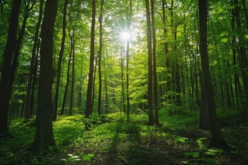 Fototapeta premium Bright Sunlight Filters Through Lush Green Trees in a Serene Forest During Late Spring, Creating a Tranquil Atmosphere and Inviting Exploration