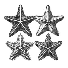 Obraz premium Starfish Set engraving sketch raster illustration