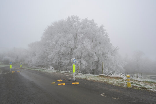 Frozen trees near road in foggy weather