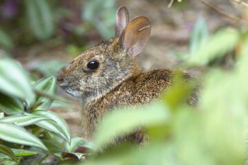 rabbit in the grass