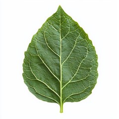 Obraz premium Detailed Green Leaf Isolated On White Background