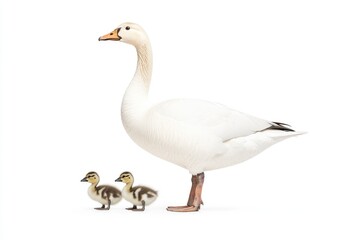 A serene scene of a mother duck standing protectively over her two ducklings