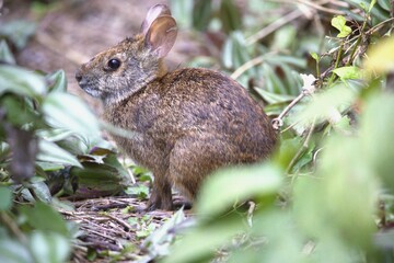 Fototapeta premium rabbit in the grass