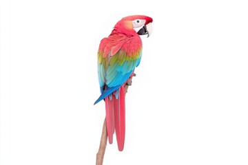 Fototapeta premium Vibrant macaw perched on a branch against a clean white background (1)