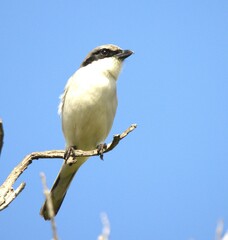 blue tit on a branch