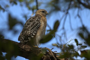 falcon in the forest