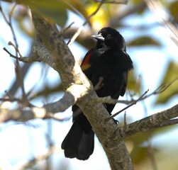 blackbird on a branch
