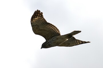 bird in the forest