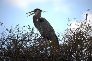heron on a branch