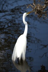 great white heron