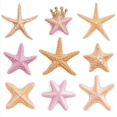 Marine Biology Education, Educational Resources Featuring Starfish on White Backgrounds, marine biology, starfish, educational resources, marine life, biology illustrations