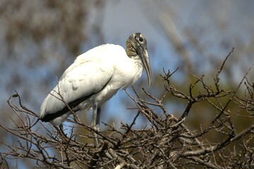 great stork perched in the tree