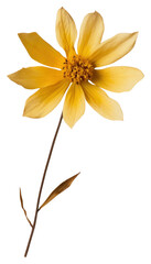 Fototapeta premium PNG Real Pressed a Lance Coreopis flower pressed texture petals.