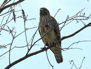bird in the forest