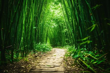 Obraz premium Pathway Through a Lush Bamboo Forest With Vibrant Green Foliage and Serene Atmosphere at Midday
