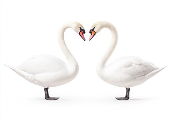 Obraz premium Two elegant swans forming a heart shape while standing on a white background
