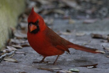 cardinal in the snow