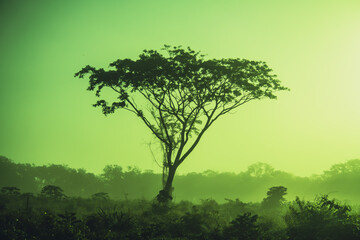 Silhouette of a tree in a rural landscape with a green sky, Mexico