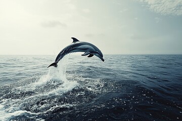 Fototapeta premium Dolphin Leaps from Ocean