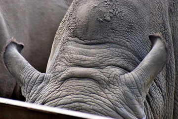 Macro of rhinoceros ears in zoo © Matheus