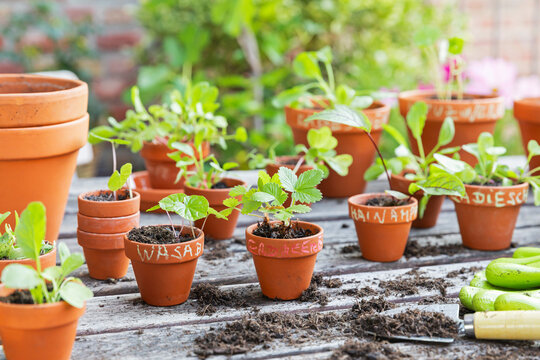 Potted vegetable and fruit plants on a balcony with various seedlings