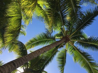 Under the coconut palm trees and blue sky