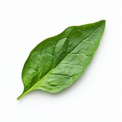 Obraz premium Vibrant Green Leaf On White Background