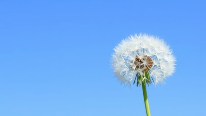 Naklejka premium Delicate white dandelion blooms on a soft green stem against a blue sky, white, nature