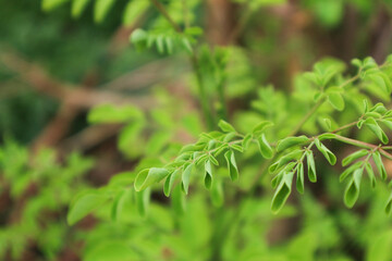 Vibrant Green Moringa Leaves Close-Up