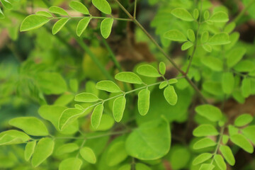 Vibrant Green Moringa Leaves: A Close-Up of Nature's Bounty